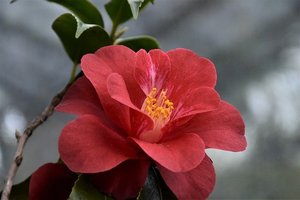 camelia-3992852_640.jpg