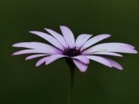 cape-basket-384350_640.jpg