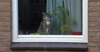 cat-1547112_640.jpg