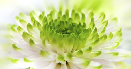 chrysanthemum-1486800_640.jpg