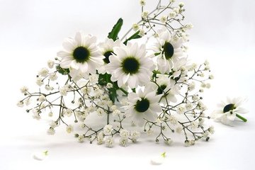 chrysanthemums-white-gf4bcd2c40_640.jpg