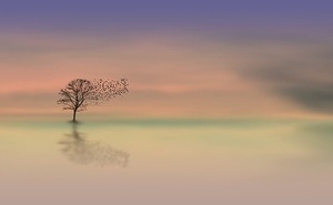 dawn-3358468_640.jfif