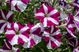 exotic-flower-2727219_640.jpg