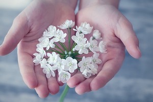 flower-1283259_640.jpg
