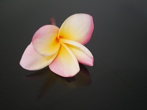 flower-3323228_640.jpg