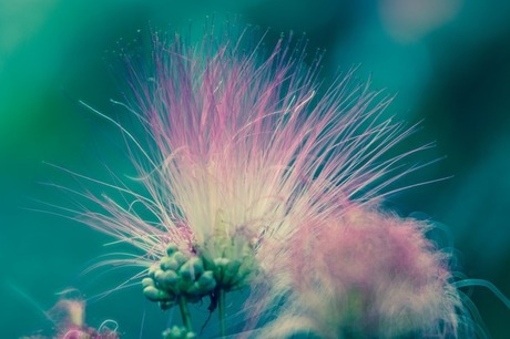 flower-893597_640.jpg