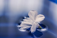 flowers-1167669_640.jpg