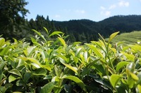 green-tea-plantation-497792_640.jpg