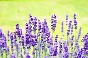 lavender-2117431_640.jpg
