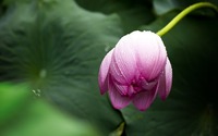 lotus-614493_640.jpg