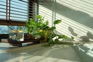 money-plant-2731132_640.jpg
