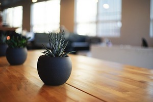 plant-1081856_640.jpg
