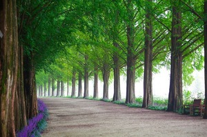 wood-3133735_640.jpg