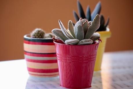 plants-2127114_640.jpg